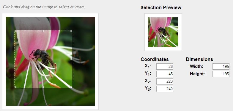 使用imgAreaSelect裁剪图像